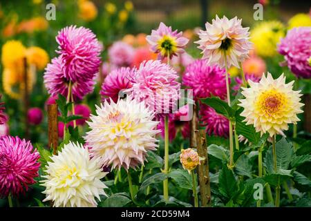 Nahaufnahme von blühenden bunten Dahlien in Rhododendron Garden, Point Defiance Park, Tacoma, Washington, USA Stockfoto