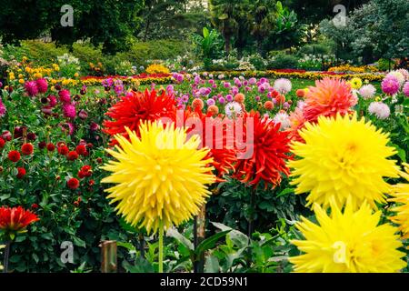 Nahaufnahme von blühenden bunten Dahlien in Rhododendron Garden, Point Defiance Park, Tacoma, Washington, USA Stockfoto