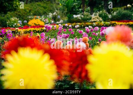 Blühende bunte Dahlien in Rhododendron Garden, Point Defiance Park, Tacoma, Washington, USA Stockfoto