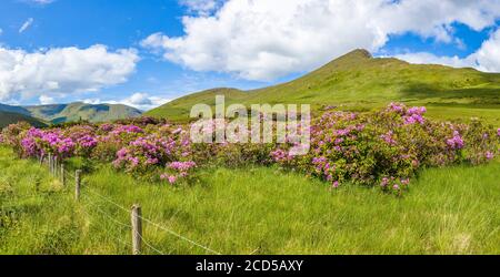 Berglandschaft mit blühenden Rhododendren in der Grafschaft Mayo, Irland Stockfoto