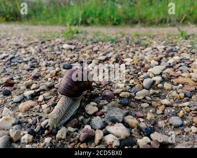 Low-Angle-Ansicht einer Schnecke auf der Schotterstraße. Stockfoto