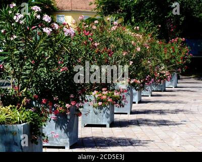 Blühende üppige grüne Oleander Büsche in hölzernen Blumenkästen. Perspektivische Ansicht. Helle Sommerlichter. Urbane Straßenszene. Stockfoto