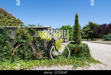 Alte verlassene Fahrrad mit Pflanzen und Efeu bedeckt Stockfoto