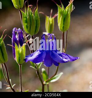 Aquilegia oder Kolumbine in einem Edinburgh Garten Stockfoto