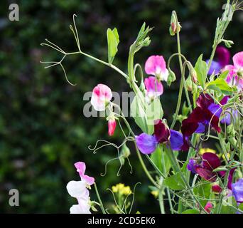 Duftende Platterbse, Lathyrus man Stockfoto