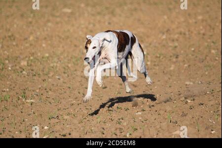 Cute laufenden magyar Agar Hund Stockfoto