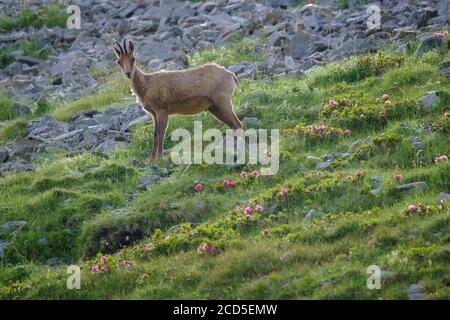 Pyrenäen-Gämsen (Rupicapra pyrenaica) auf Grashang. Naturpark Capçaleres del Ter i del Freser. Katalonien. Spanien. Stockfoto