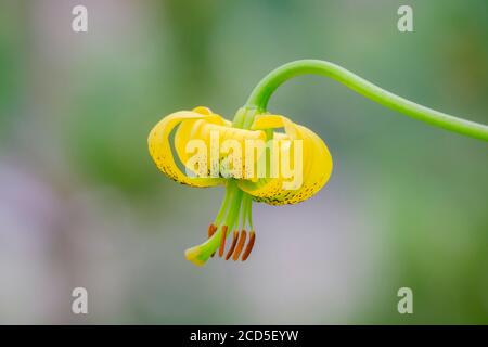 Pyrenäen Lilie (Lilium pyrenaicum) Blume. Naturpark Capçaleres del Ter i del Freser. Katalonien. Spanien. Stockfoto