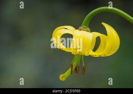 Pyrenäen Lilie (Lilium pyrenaicum) Blume. Naturpark Capçaleres del Ter i del Freser. Katalonien. Spanien. Stockfoto