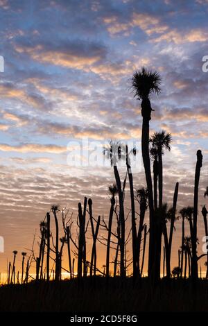 Palmen (möglicherweise Kohlpalmen), die von der aufgehenden Sonne im Orlando Wetlands Park, einem Naturreservat östlich von Orlando, silhouettiert werden. Stockfoto