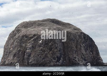 Der massive Rock, der Bass Rock ist, direkt vor North Berwick, Schottland Stockfoto