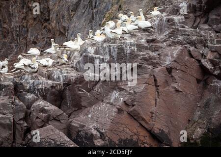 Tölpel nisten an den unteren Hängen des Bass Rock. Stockfoto