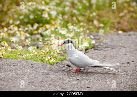 Eine Arktischseeschwalbe (Sterna paradiesaea), die auf der Isle of May, Schottland, steht Stockfoto