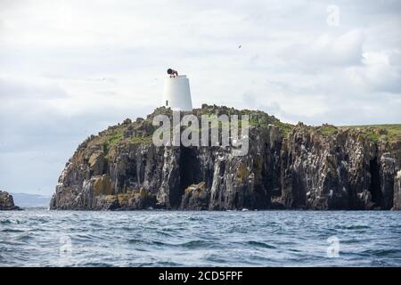 South Horn im Isle of May National Nature Reserve, Firth of Forth, Schottland Stockfoto