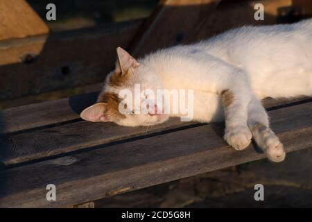 Weiße und gelbe Katze schläft unter Sonnenuntergang Licht an Eine Holzbank Stockfoto