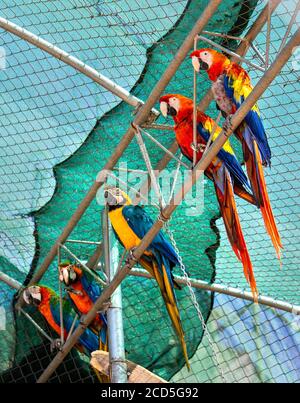 Schöne, bunte Papageien im Amazonas Park, Zoo zwischen Neapolis & Kourounes Dorf, Gemeinde Agios Nikolaos, Lassithi, Kreta, Griechenland. Stockfoto