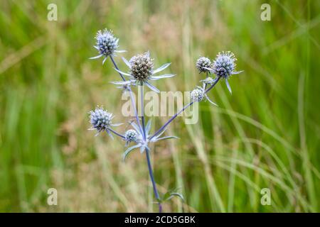 Eryngium planum oder Blue Sea Holly im Garten. Wilde Kräuterpflanzen, dornige heilende Unkräuter. Stockfoto