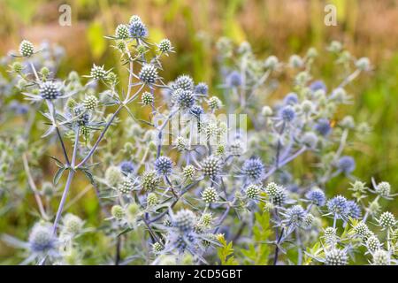 Eryngium planum oder Blue Sea Holly im Garten. Wilde Kräuterpflanzen, dornige heilende Unkräuter. Stockfoto