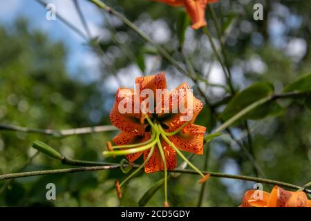 Low-Angle selektive Fokusaufnahme einer Blume aus dem Blühende Pflanze genannt orangene Lilie Stockfoto