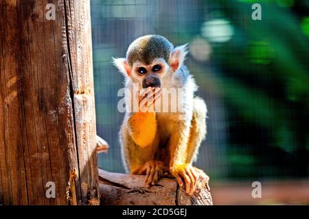 Ein Saimiri Oerstedii (Zentralamerikanischer Eichhörnchen-Affe) im Amazonas-Park, Gemeinde Agios Nikolaos, Lassithi, Kreta, Griechenland. Stockfoto