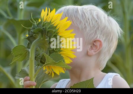 Happy Little blonde Junge schnüffelt eine Sonnenblumenblume auf einem grünen Feld. Nahaufnahme Stockfoto