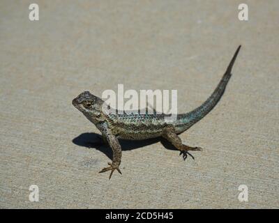 Eine kalifornische Zauneidechse alias Elgaria multicarinata multicarinata, oder Alligatoreidechse sonnt sich selbst. Stockfoto