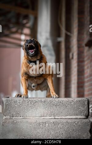Aggressiver belgischer Schäferhund malinois bellt Zähne Stockfoto