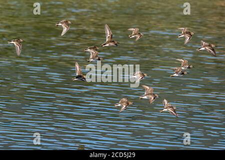Am wenigsten Sandpipers Küstenvögel fliegen über Wasser, Schar von Vögeln im Flug. Oregon, Ashland, Emigrant Lake, Sommer Stockfoto
