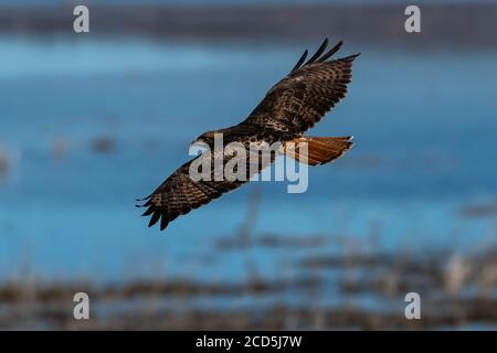 Rotschwanz-Falke im Flug Falken fliegen, Oregon, Merrill, Lower Klamath National Wildlife Refuge, Winter Stockfoto