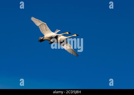 Tundra Schwan im Flug Schwäne fliegen, Oregon, Merrill, Lower Klamath National Wildlife Refuge, Winter Stockfoto