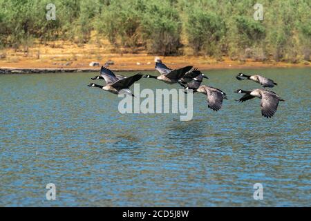 Kanadagänse fliegen über dem Wasser. Oregon, Ashland, Emigrant Lake, Sommer Stockfoto