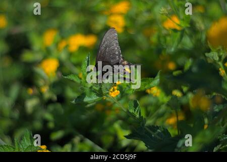 Schmetterling auf gelbe Blume, die es Pollen zu füttern und helfen, andere Pflanzen im Garten bestäuben, um Nahrung für Bienen bieten thront. Stockfoto