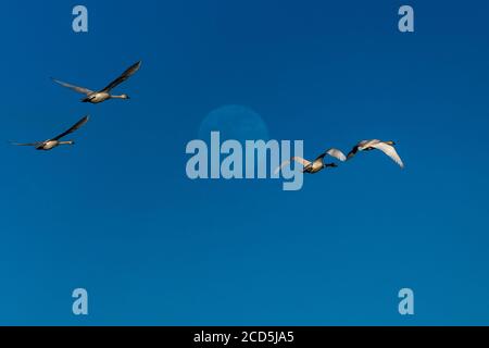 Tundra Schwan im Flug Schwäne fliegen, Oregon, Merrill, Lower Klamath National Wildlife Refuge, Winter Stockfoto