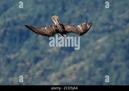 Fischadler fliegen Tauchen im Flug. Oregon, Ashland, Emigrant Lake, Sommer Stockfoto