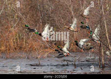 Mallard Enten im Flug Stockenten starten fliegen, Oregon, Merrill, Lower Klamath National Wildlife Refuge, Winter Stockfoto