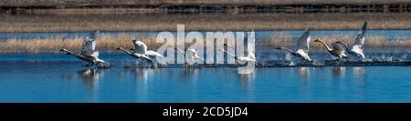 Schar von Schwanen, die im Flug vom Wasser abheben Schwanenflug, Oregon, Merrill, Lower Klamath National Wildlife Refuge, Winter Stockfoto