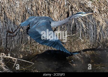 Great Blue Heron im Flug Reiher fliegen, Oregon, Merrill, Lower Klamath National Wildlife Refuge, Winter Stockfoto