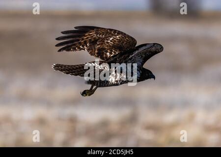 Rotschwanz-Falke im Flug Falken fliegen, Oregon, Merrill, Lower Klamath National Wildlife Refuge, Winter Stockfoto