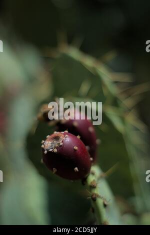 Fruiting Kaktus Kaktus Kaktus Kaktus aus der Nähe von lila Früchte mit außerhalb des Fokus Hintergrund Vordergrund in Texas Wüste. Stockfoto