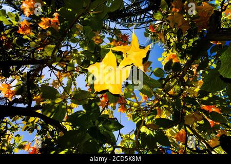 Nahaufnahme der Blumen des Gelben Engels Trompete (Brugmansia Suaveolens) Im Baum Stockfoto