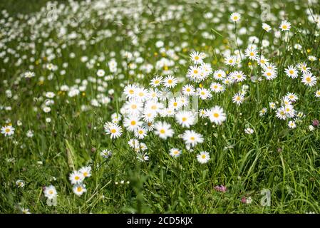 Grüne Wiese mit Gänseblümchen. Sonniger Sommertag. Feld der Kamillen Stockfoto