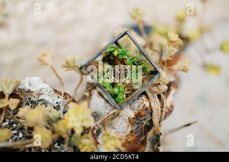 Die Eheringe der Braut und des Bräutigams in einem Glas dekorativen Würfel auf grünen Blättern. Stockfoto