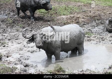 Wasserbüffel steht in einem schlammigen Wasserloch Stockfoto