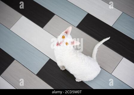 Hauskatze (Cornish Rex) bittet um Nahrung, die auf der Fliese sitzt. Stockfoto