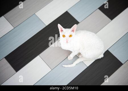 Hauskatze (Cornish Rex) Blick die Kamera auf der Fliese sitzen. Stockfoto