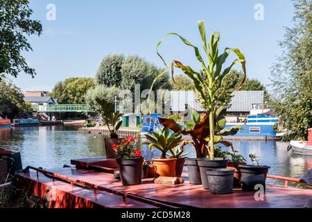 Topfpflanzen auf dem Dach eines rot bemalten Schmalbootes, das auf dem Fluss Lea von Springfield Park, Clapton, London, UK, festgemacht ist Stockfoto