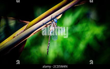 Nahaufnahme von Blue Dasher Dragonfly Stockfoto