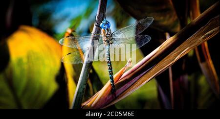 Nahaufnahme von Blue Dasher Dragonfly Stockfoto