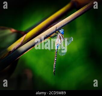 Nahaufnahme von Blue Dasher Dragonfly Stockfoto