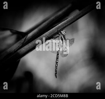 Nahaufnahme von Blue Dasher Dragonfly Stockfoto